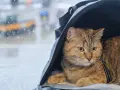Kot w transporterze czeka na podróż. Ma przy sobie swój **paszport kota**, gotowy do drogi.