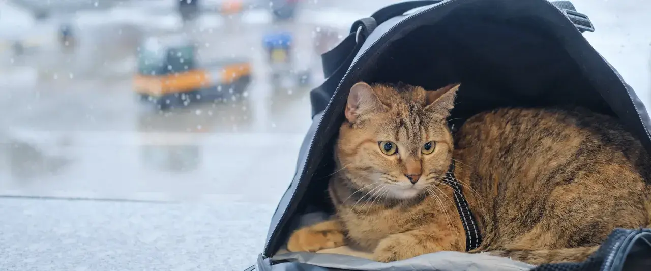 Kot w transporterze czeka na podróż. Ma przy sobie swój **paszport kota**, gotowy do drogi.
