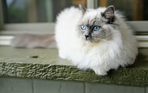 Piękny ragdoll wśród kotów, z niebieskimi oczami, siedzi na zielonej desce.