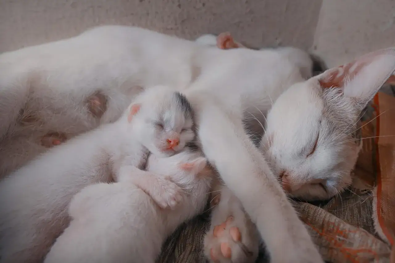 Śpiąca mama kotka z małymi kociętami. Ciąża kota trwa około 63 dni.