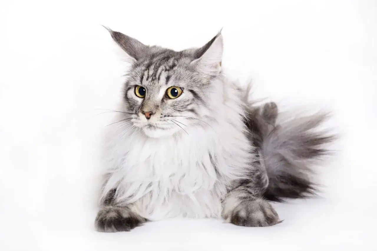 Majestatyczny kot rasy Maine Coon, z puszystą, srebrzystą sierścią i przenikliwymi, ż&oacute;łtymi oczami, leży spokojnie na białym tle.