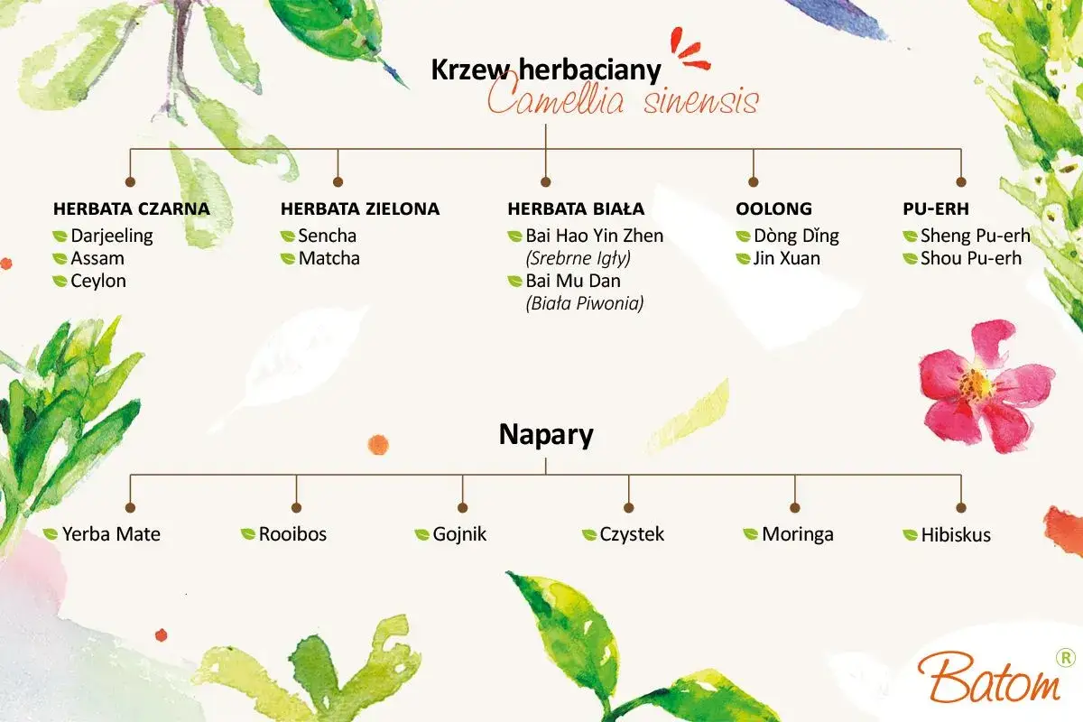 Drzewo genealogiczne naparów, od krzewu herbacianego Camellia sinensis po najzdrowsze herbaty: czarną, zieloną, białą, oolong, pu-erh, a także napary z yerba mate, rooibos, gojnika, czystka, moringi i hibiskusa.